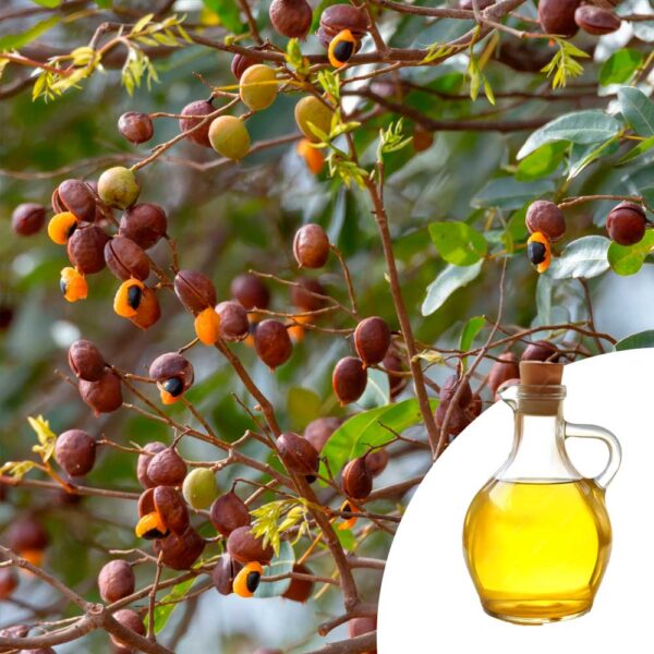 Aceite de Copaiba