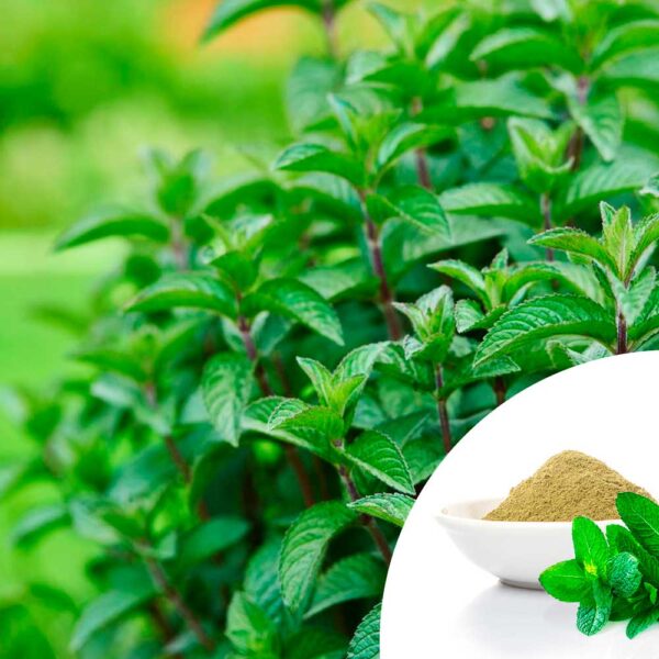 Menta