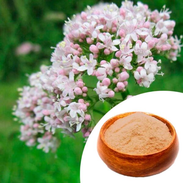 Valeriana